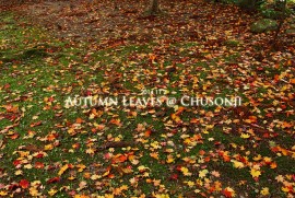 2014 11 3 AUTUMN LEAVES @ CHUSOUNJI（紅葉　岩手県　平泉　中尊寺）